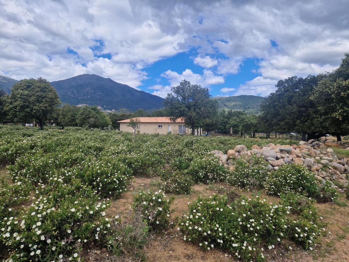 Willa Domaine U Filanciu - Casa Chiara - Centru Di Corsica Moltifao Zewnętrze zdjęcie